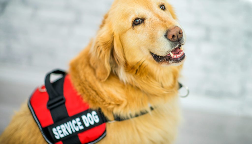 Service Dogs Epilepsy South Eastern Ontario